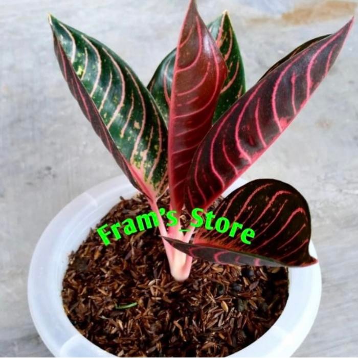 anakan aglonema red sumatra daun 2-3