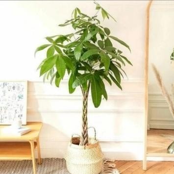 tanaman hias pachira kepang tinggi 50 cm