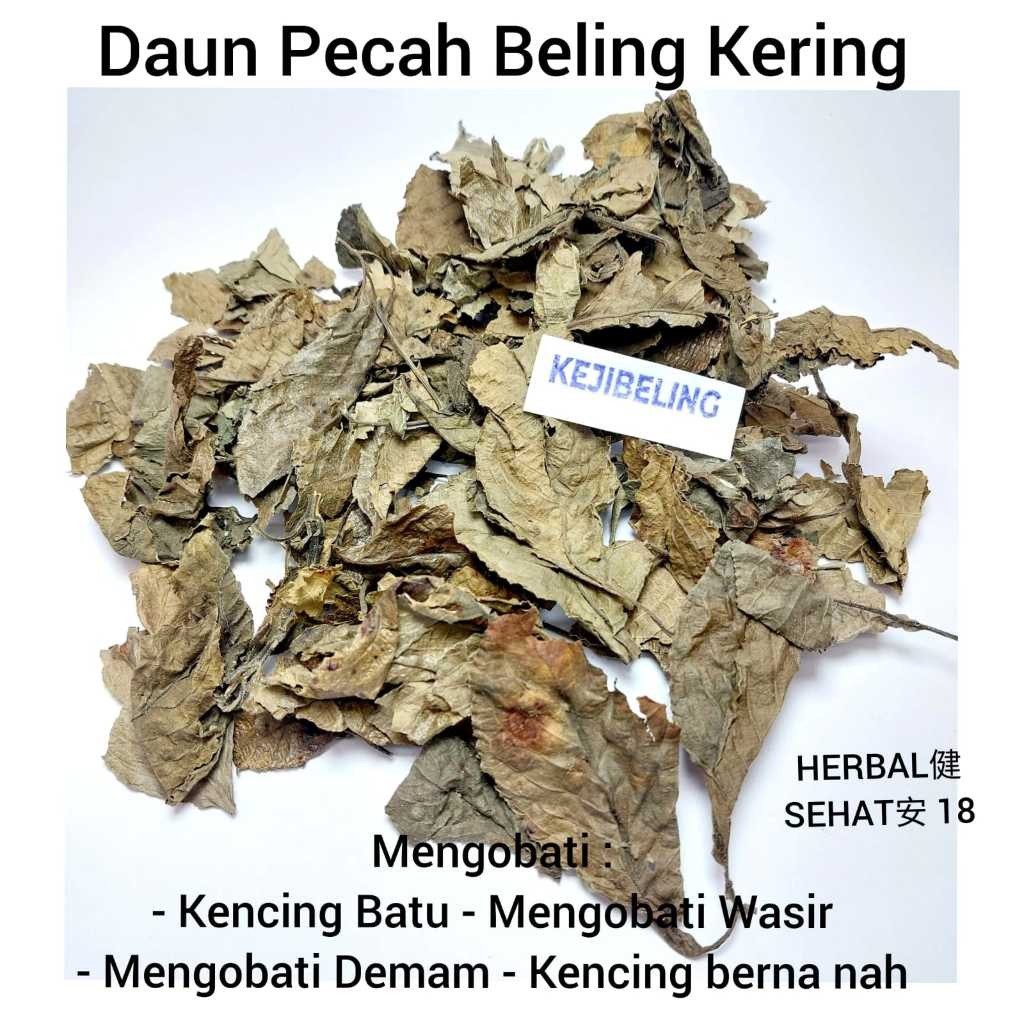 

Daun Keji Beling 1 Kilogram - Pecah Beling Kering Herbal / Obat Batu Ginjal Kencing Manis Wasir