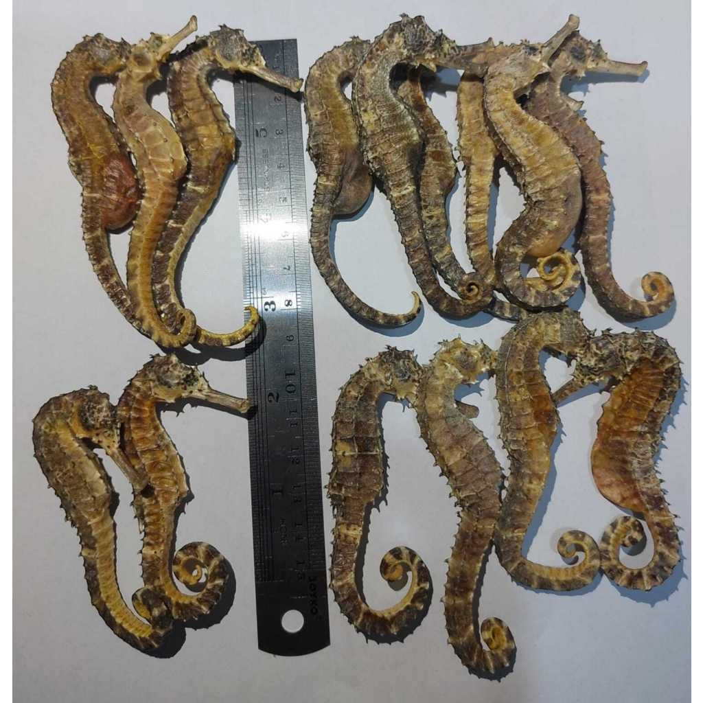 

Kuda Laut HITAM - Kl Hai Ma Kering Super / Haima / Hai Mha / Seahorse [PREMIUM]