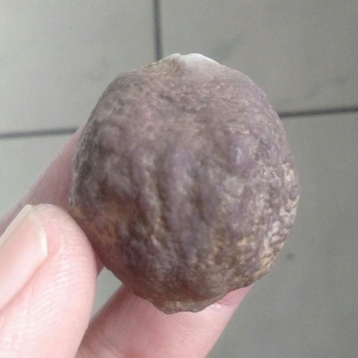 Cuci Gudang Muncang Adu Manohara JR Urgen Full Tua