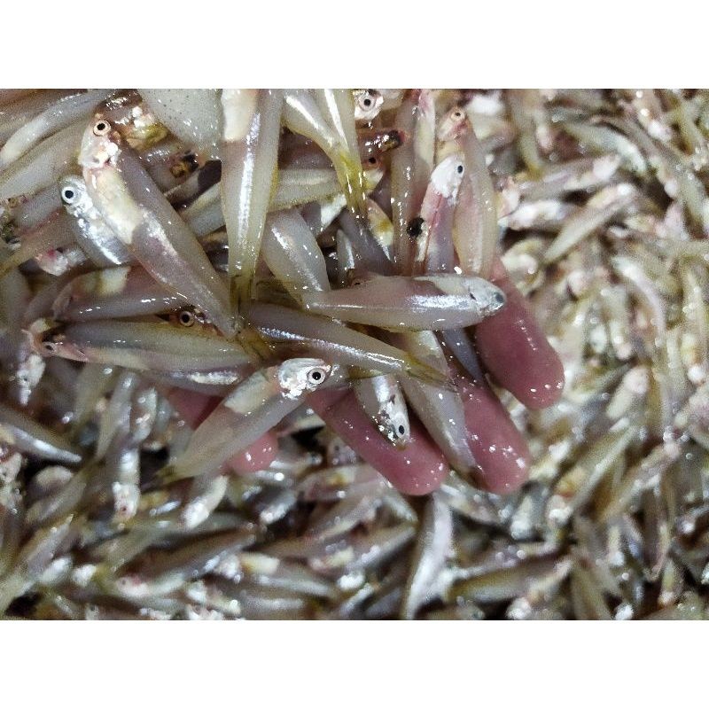 

Terlaris! Ikan Teri Gepeng 1Kg Segar Fresh BERGARANSI
