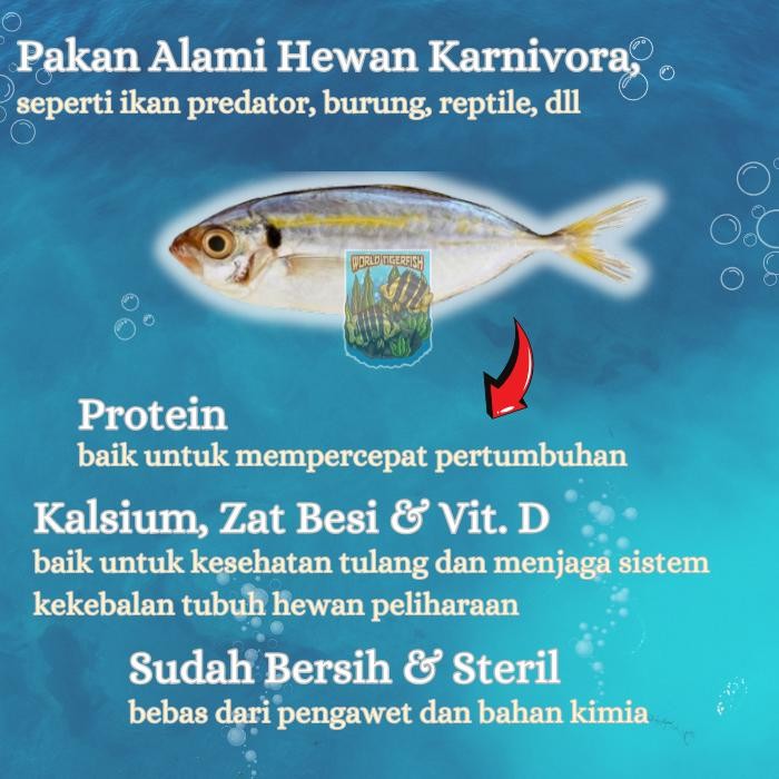 Ikan Selar Beku Fresh Lempeng 500gr Pakan Ikan Predator Ikan Potong