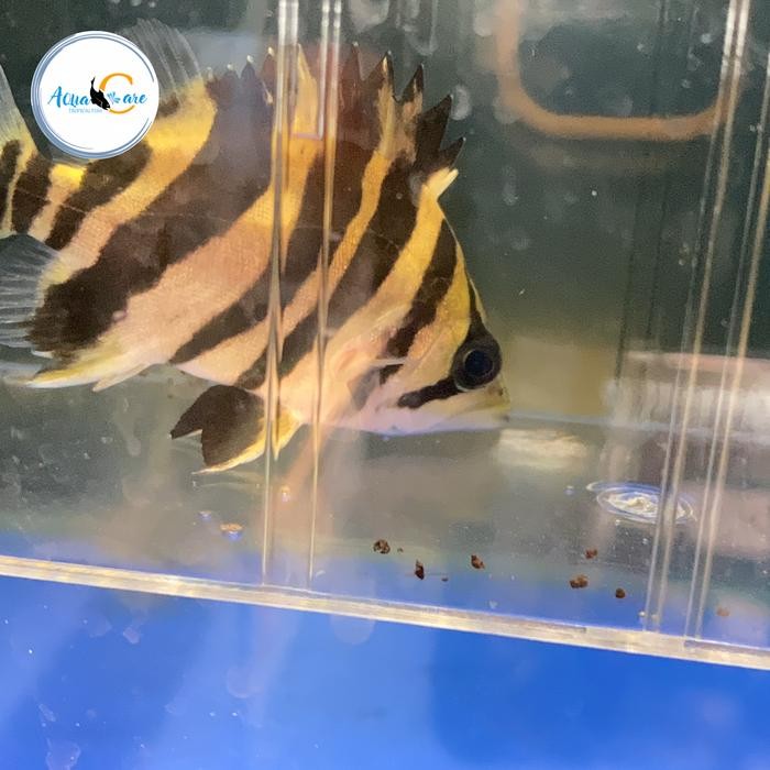 Datz borneo 4 Bar Grade A tiger fish