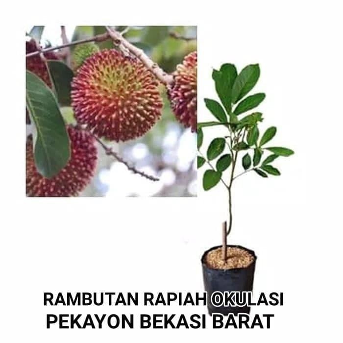 Terlaris Bibit Rambutan Rapiah Okulasi Cipelat Rambutan Gundul Pekayon Bekasi
