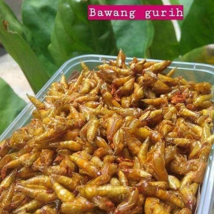 

PROMO 100rb dapet 2 Pack. Entung Kepompong Pohon Johar Goreng Gurih