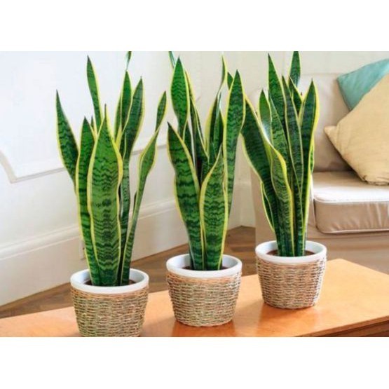 Paket-Tanaman jadi lidah mertua