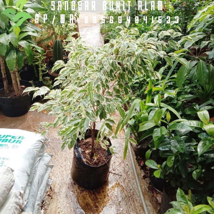 Tanaman/Pohon Beringin Putih-Ficus Benjamina Variegata 1 Meter