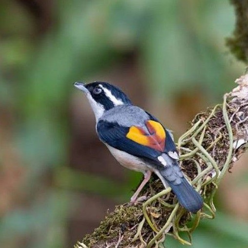 Promo Terbatas Burung Pentet Kembang Aman