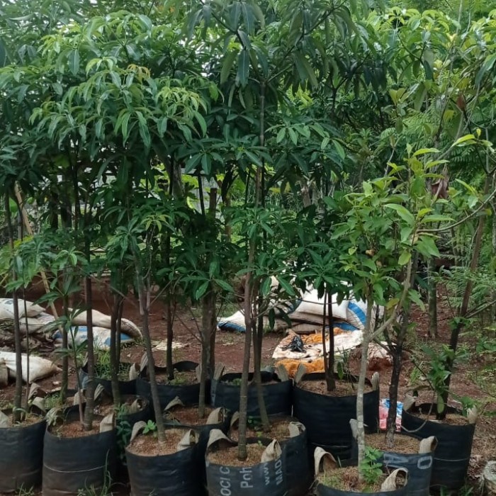 

Pohon Pule 2-3 Meter