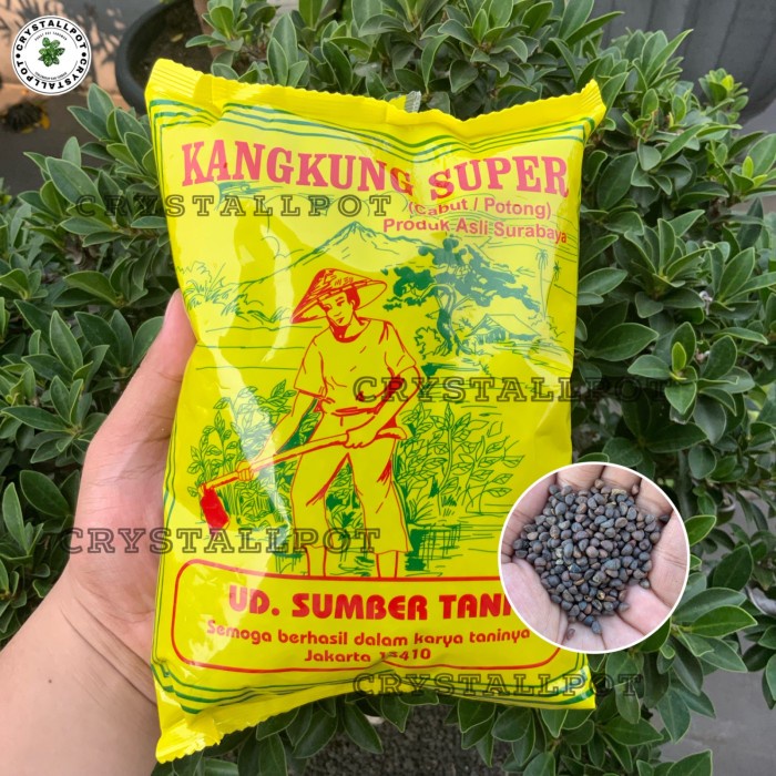 BENIH BIBIT KANGKUNG SUPER SUMBER TANI 1 KG - KANGKUNG KEMASAN 1 KG