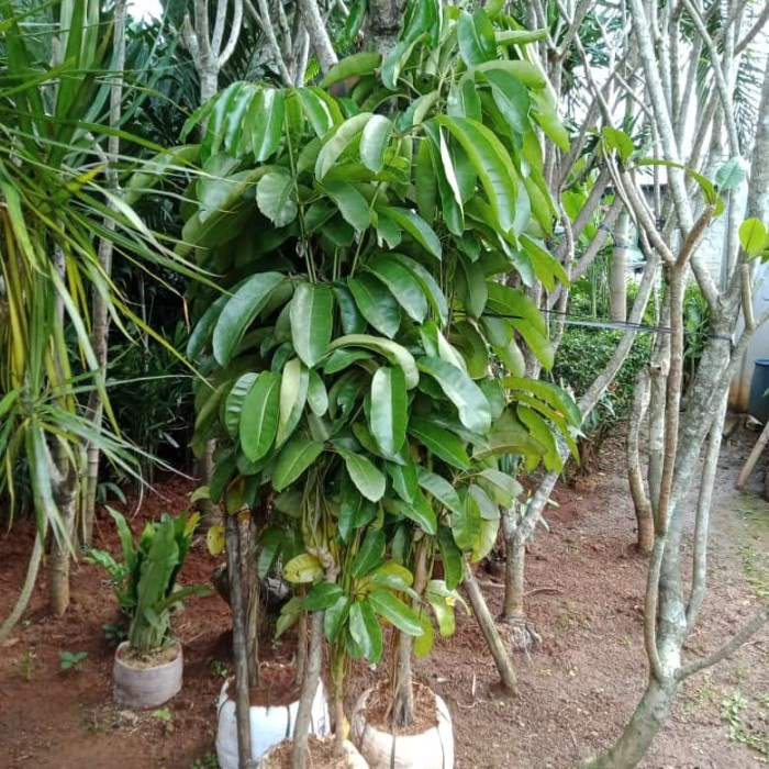 pohon walisongo besar tinggi 100cm
