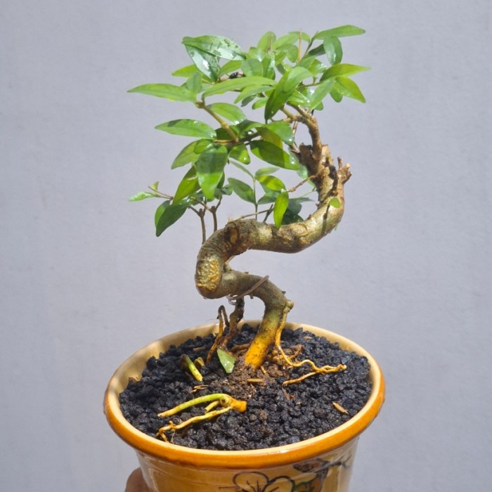 PROMO Bonsai Mame Anting Putri