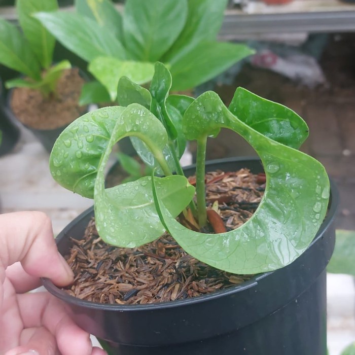 HOT SALE Anthurium Jenmani Jemani Tanduk Curly Kriwil Super Langka Real Pic