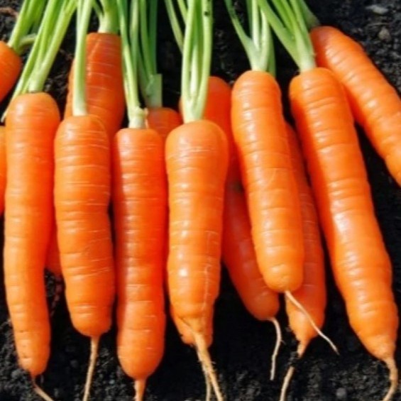 Bibit Unggul Wortel - Buah Besar Non GMO Isi 50 Biji PREMIUM