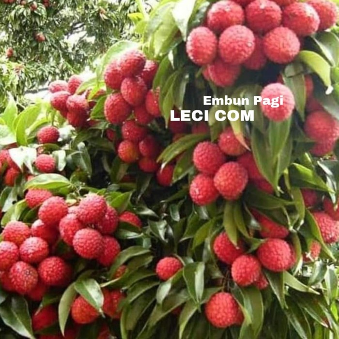 Bibit Pohon Buah Leci com dataran rendah cepat berbuah dari cangkok PREMIUM