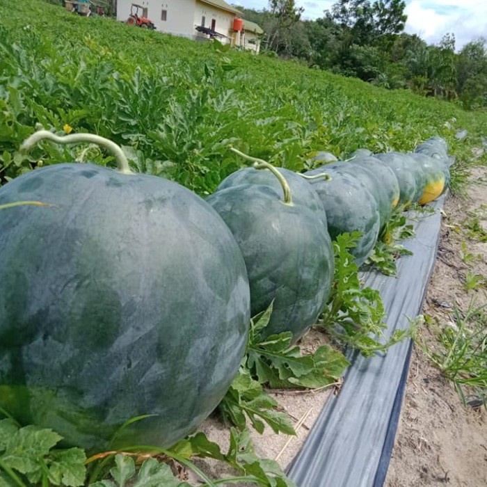 2 Bibit Buah Semangka Non Biji Merah F1 Hibrida PREMIUM