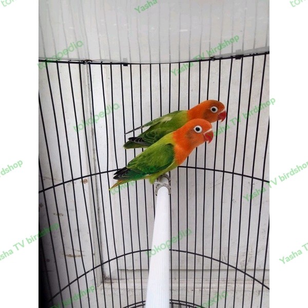 Burung Love Bird Biola Green Sepasang Istimewa