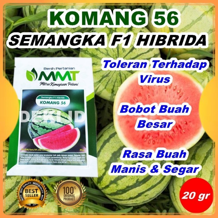 TERLARIS Benih Semangka Komang 56 Merah F1 Hibrida 20 Gram Bibit Unggul MMT