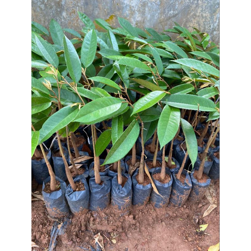 Diskon DAPAT 3 BATANG BIBIT DURIAN BAWOR MUSANGKING DURI HITAM SUPER TEMBAGA . MEDIA UTUH. SUDAH