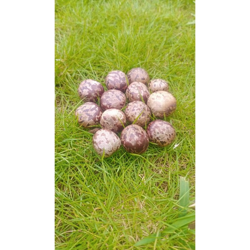 Diskon tanaman biji karet kiloan mainan tradisional kualitas terbaik Stok Terbatas