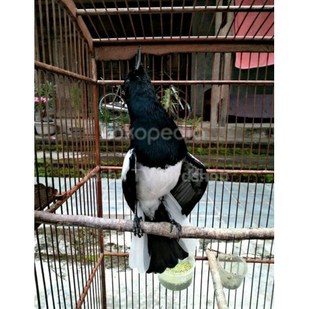 Burung Kacer Gacor Ngobra Prestasi Mewah