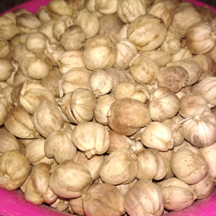 

Kapulaga Jawa 1Kg Original Kapulogo Kapol Kering Harga Promo