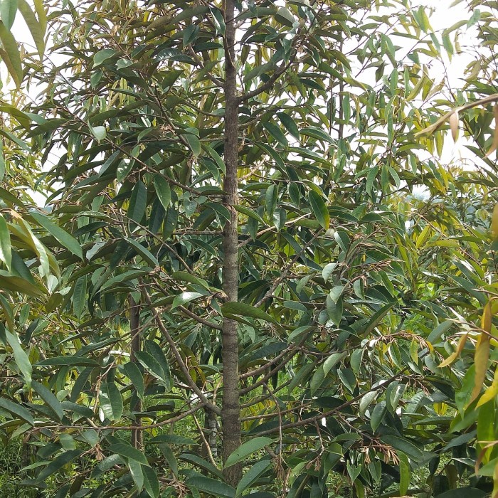 Ready central bibit unggul dongkelan musangking,bawor,duri hitam kaki 3