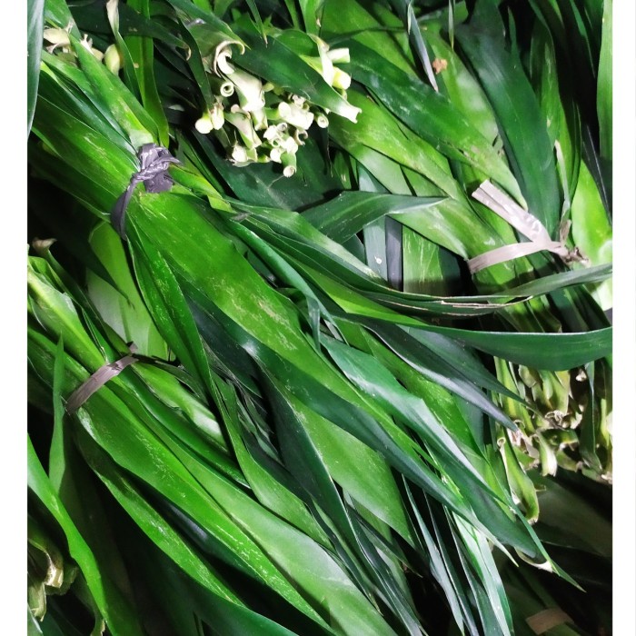 

Ready Stok" Daun Suji 1 Ikat