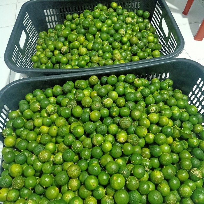 

1 KG (ukuran Sedang-Besar) sonkit / Kasturi / Kalamansi / Lemon cui