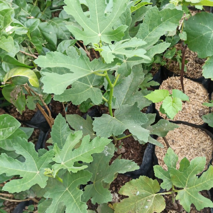 New Tanaman Buah Tin /Tanaman Buah Tin Siap Tanam Ready