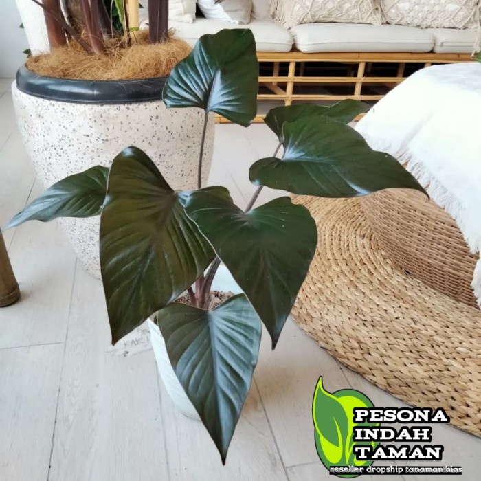 New Tanaman Hias Homalomena Black - Homalomena Black Tanaman Hias Ready