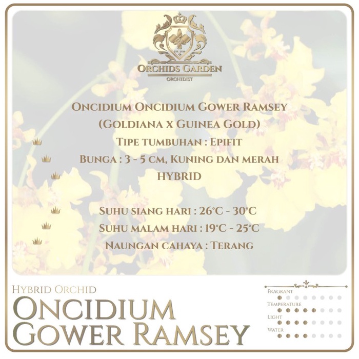 New Anggrek Oncidium Gower Ramsey (Goldiana X Guinea Gold) Hybrid Hibrid Hybrida Oncydium Orchid