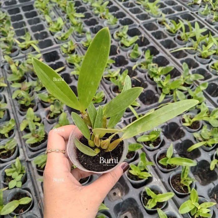 New Dendrobium Bifalce 'Alba' X Dendrobium Spectabile (Seedling) - Foresta Orchids Bumi Bibit