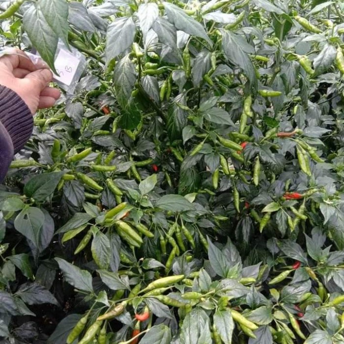 New Benih Cabe Rawit Unggul Varietaz 22 - Bibit Cabe Varietas 22 Ready