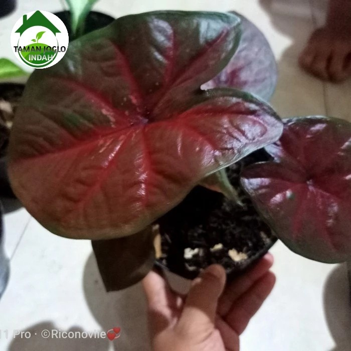 tanaman hias caladium red devil