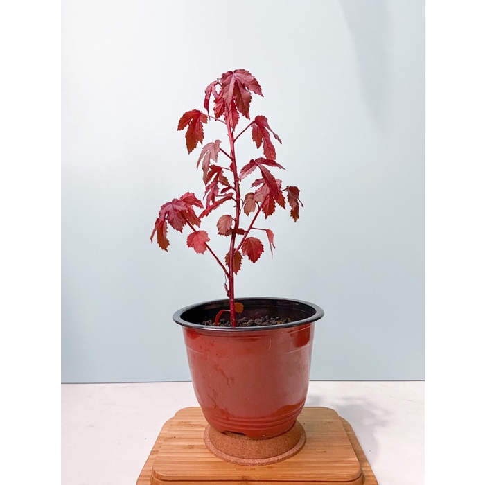 Javanese Red Maple - Bonsai Red Maple - Red Panama - Red Maple Lokal -