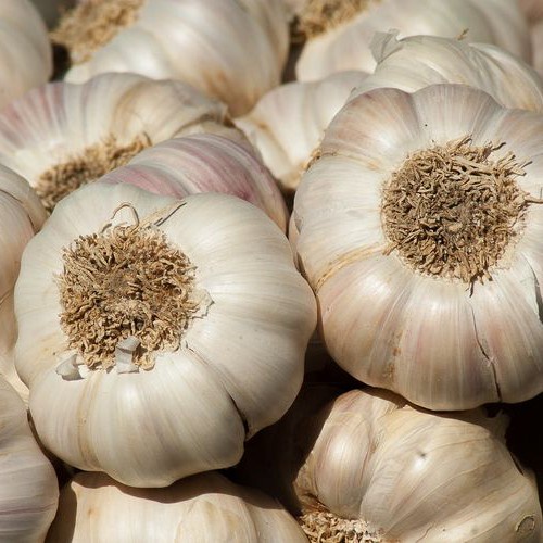 

Sale! Bawang Putih Honam Per Kg