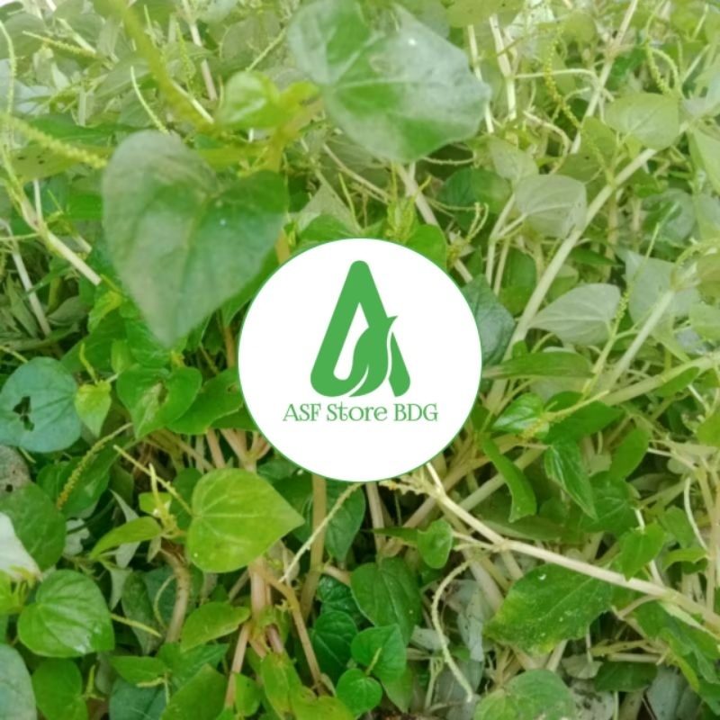 

Daun Sirih Cina Segar 500 Gram Herbal