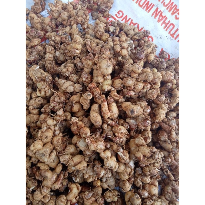 

5KG KENCUR / CIKUR SEGAR AROMA KHAS WANGI