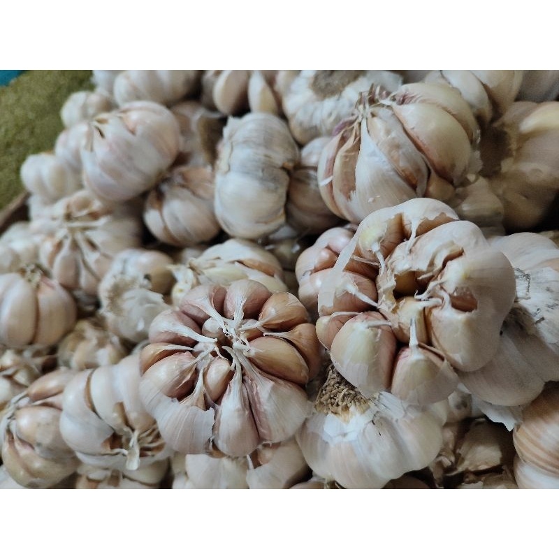 

Bawang putih honan 500gram
