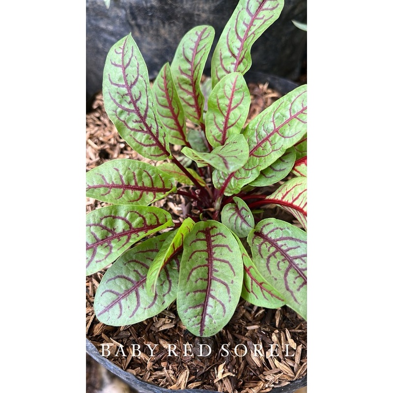 

Red Sorrel leaves ( microgreens)