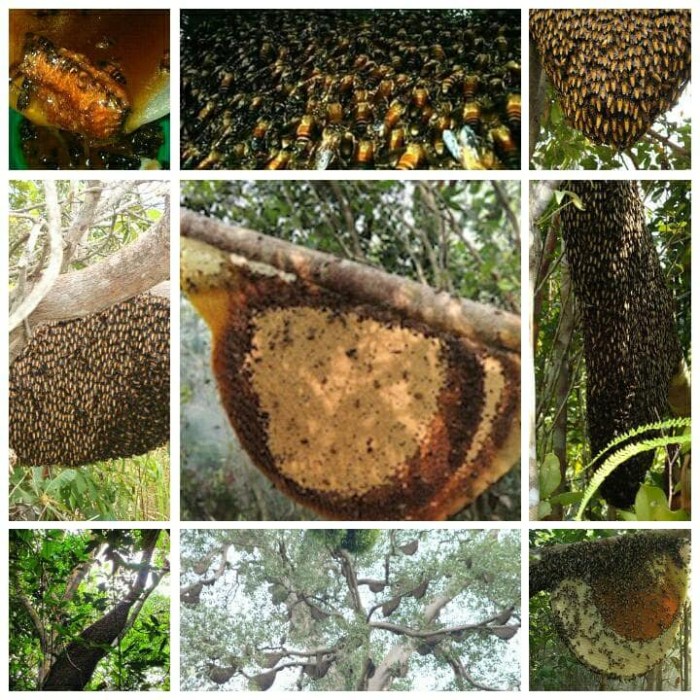 

BARANG TERLARIS MADU HITAM PAHIT "LEBAH LIAR BADUY" 1,5 Kg