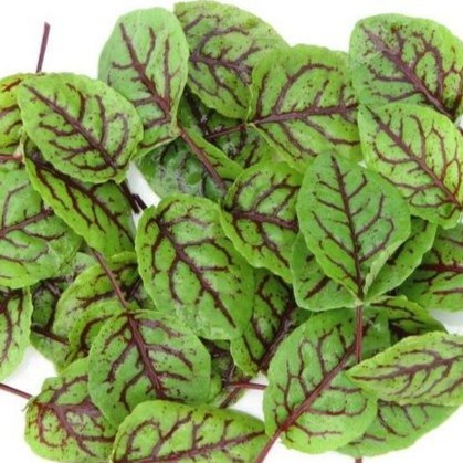 TERUJI Bibit Sorrel Red Veined HerbalBenih Tanaman Sorrel HerbalBiji Sorel