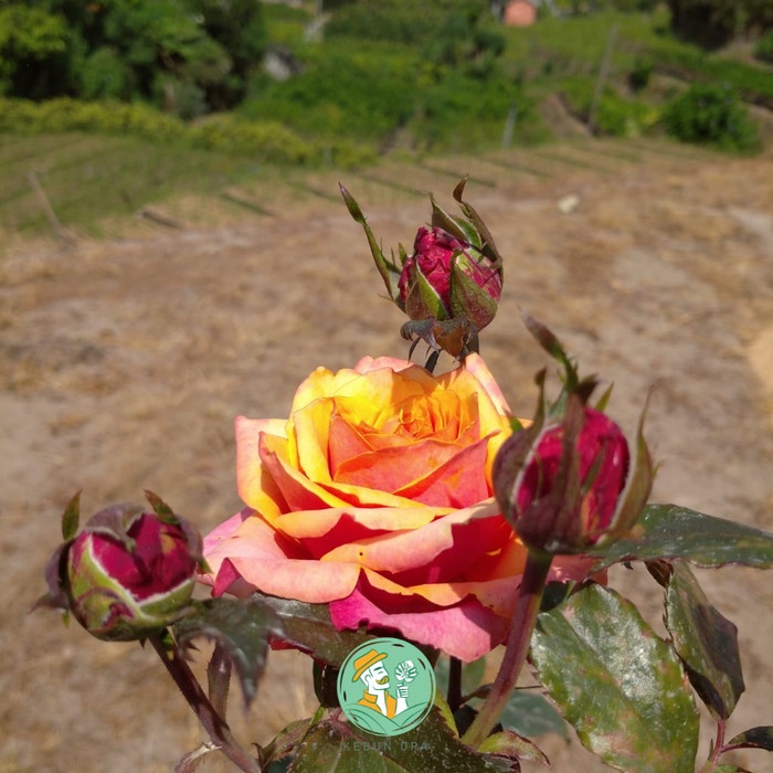 TERBATAS Tanaman Hidup Bibit Bunga Hias Mawar Tanpa Duri