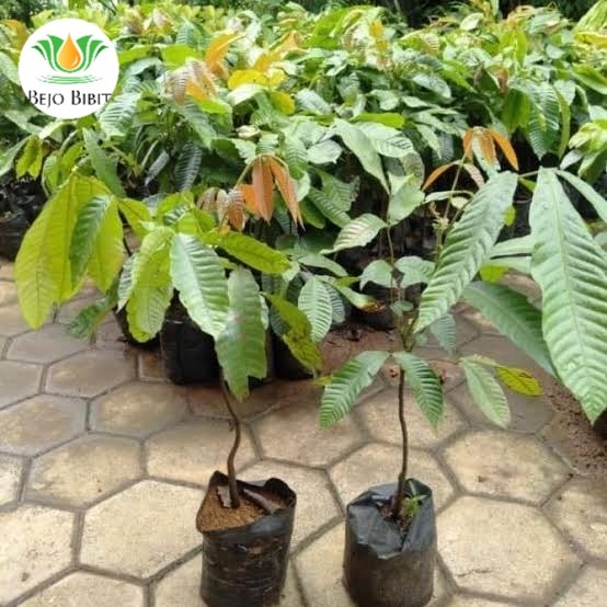 EKSLUSIF Bibit Matoa Papua Cangkok Tanaman Buah Pohon Matoa Papua