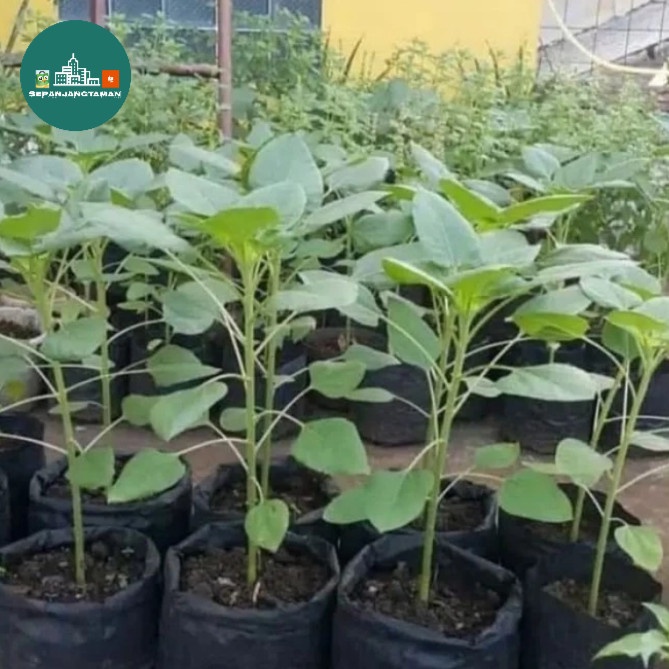 TERMURAH Tanaman Hias Bunga Matahari Besar / Bibit Pohon Bunga Matahari Besar