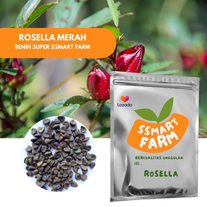 KOMPLIT benih SUPER BUNGA ROSELLA MERAH isi 30 biji bibit tanaman