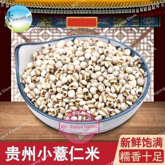 

SALE !!! 500 GRAM COIX LACRYMA SEEDS IE YIN REN BERAS JALI JALI ORGANIK READYY
