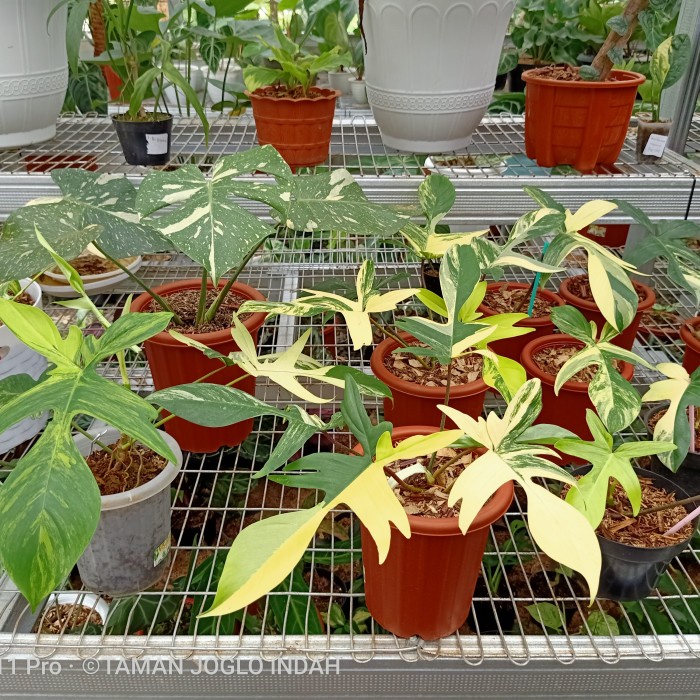 Tanaman hias dubia dan flobe cantik mo